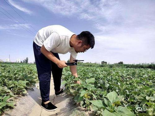 在田间吃瓜,探寻乡村田园的甜蜜记忆