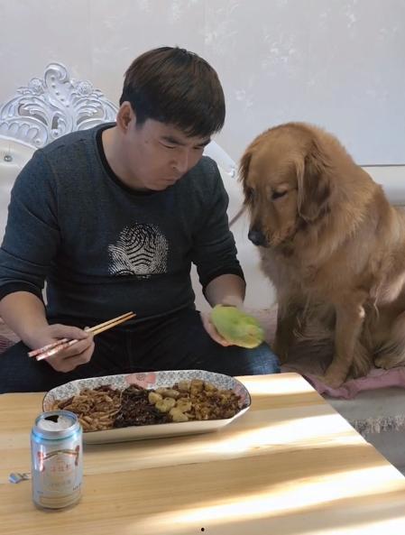 金毛吃瓜生气,揭秘宠物情绪管理之道