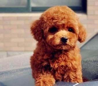 小泰迪可以吃哈密瓜吗,哈密瓜的适宜性分析